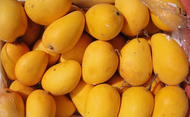 eating mangoes