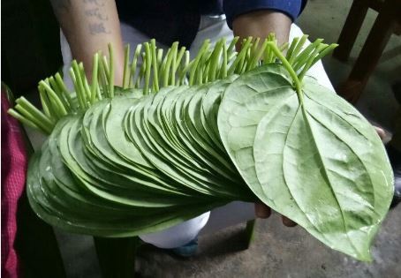 betel-leaves