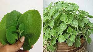 Health benefits of wamu leaf too