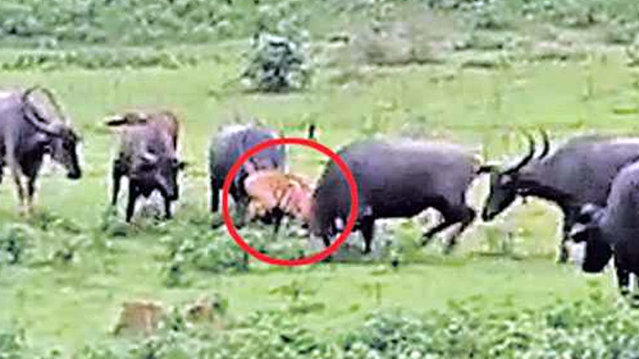 Buffaloes attack the tiger 