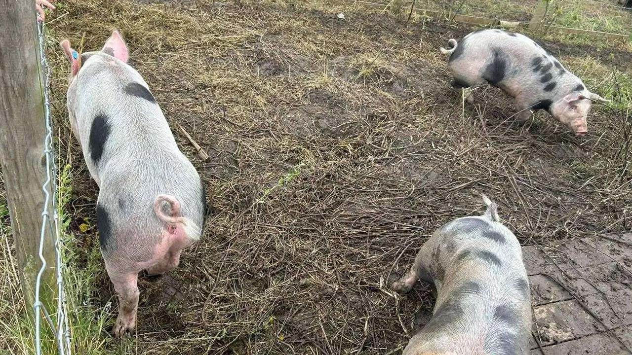 Andhra Pradesh pig