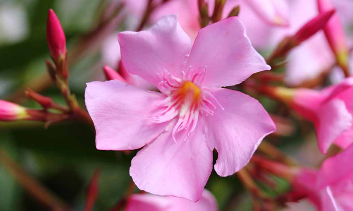 Gunneru flower