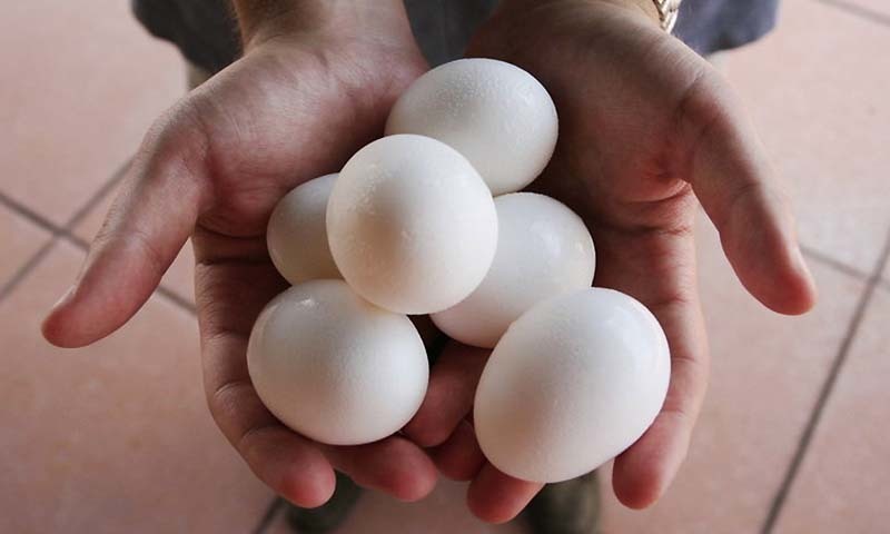 Pakistan Egg