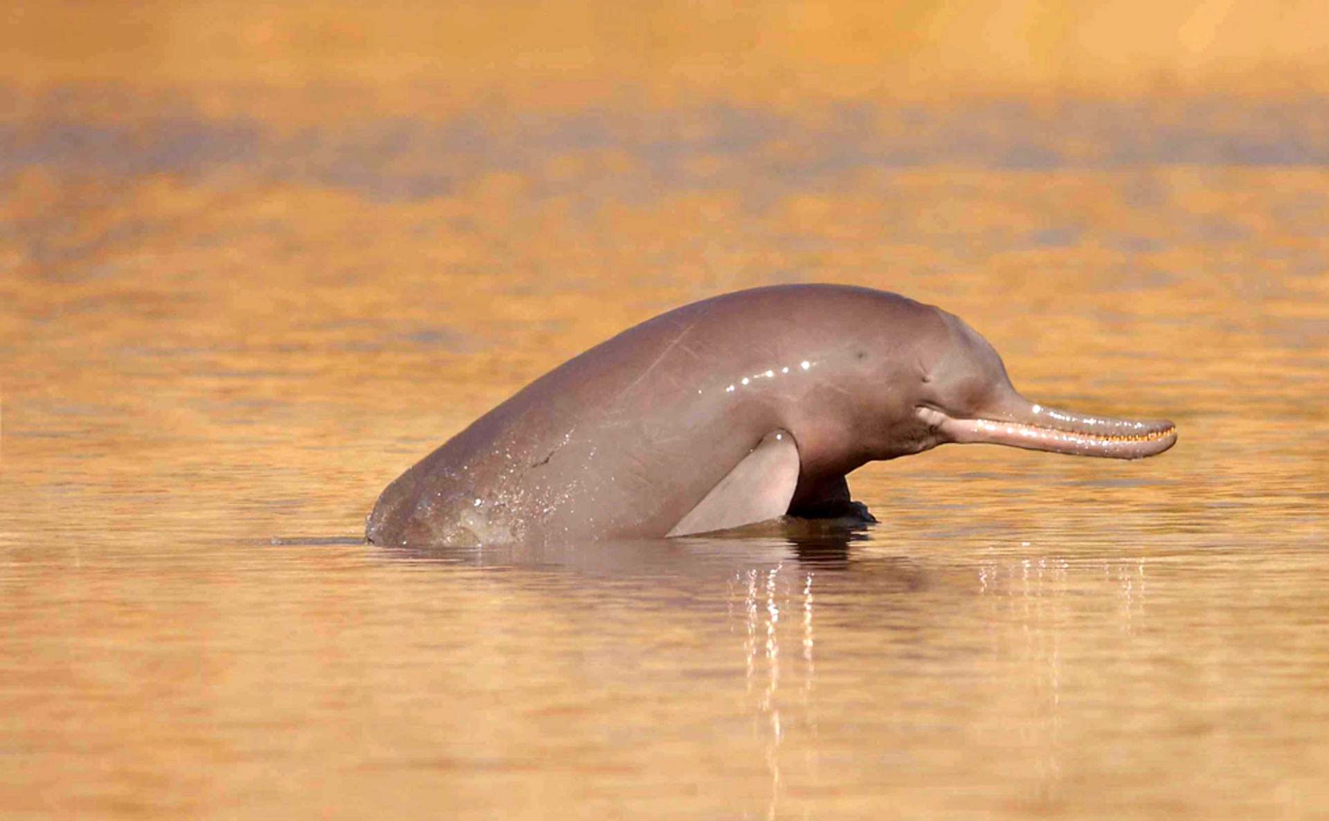 Strange Animals Ganga Dolphin
