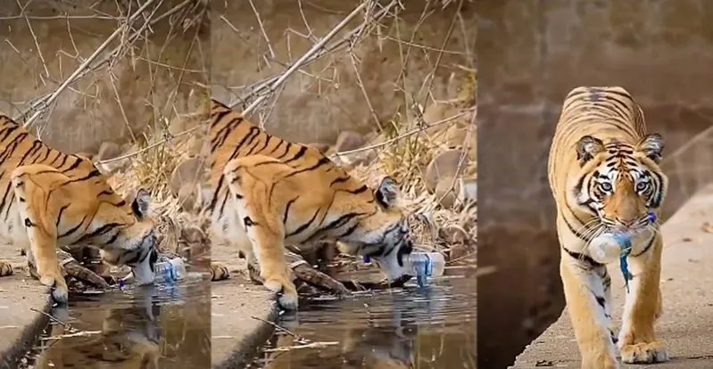 Tiger Viral Video
